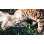 Mona Lisa diamond painting 50x40cm: puppy met kitten 